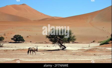 A thin South African Oryx, or Gemsbok (Oryx gazella), walking through Sossusvlei pan in the Namib-Naukluft National Park, Erongo, Namibia Stock Photo