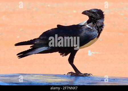 An African Pied Crow (Corvus albus) at the Sossusvlei pan in Erongo, Namibia Stock Photo