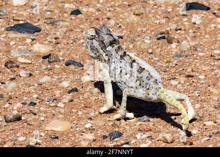 An endangered Namaqua Chameleon (Chamaeleo namaquensis) hunting through the gravel pan of the Dorob National Park on the Skeleton Coast, Namibia Stock Photo