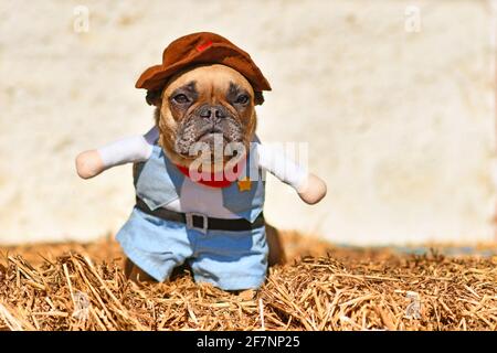 French Bulldog dog wearing Halloween cowboy full body costume with fake arms and pants standing on hay bale Stock Photo