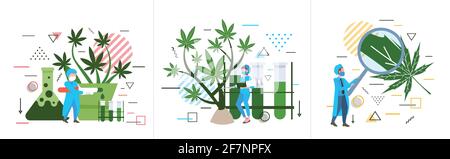 set researchers checking analyzing examining marijuana plant healthcare pharmacy medical cannabis concept horizontal full length Stock Vector
