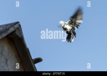 Sunny autumn day. Front view. Stock Photo