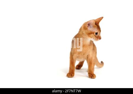 Abyssinian ginger cat stands on a white background Stock Photo