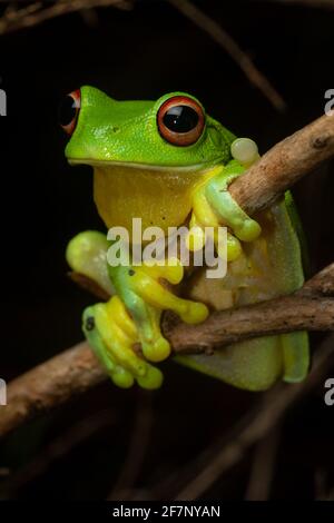 Close-up of a red-eyed tree frog (Litoria chloris) holding onto a branch. Minyon Falls, NSW, Australia