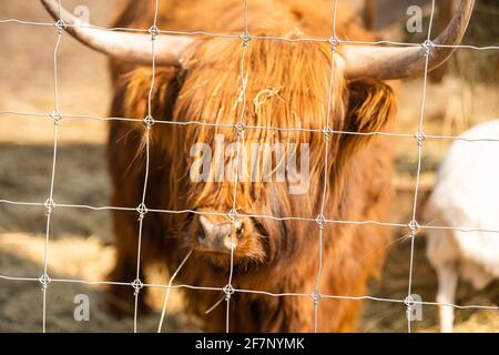 Highland cow brown in a cage. Stock Photo