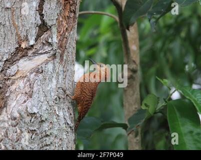 A pair of Rufous woodpecker, Micropternus brachyurus building nest Stock Photo