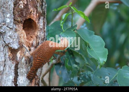 A pair of Rufous woodpecker, Micropternus brachyurus building nest Stock Photo