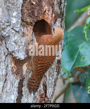 A pair of Rufous woodpecker, Micropternus brachyurus building nest Stock Photo