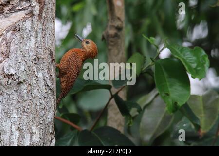 A pair of Rufous woodpecker, Micropternus brachyurus building nest Stock Photo