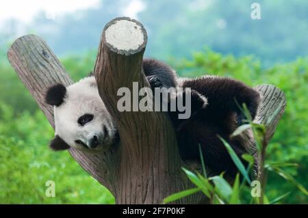 Giant panda bear in tree Stock Photo