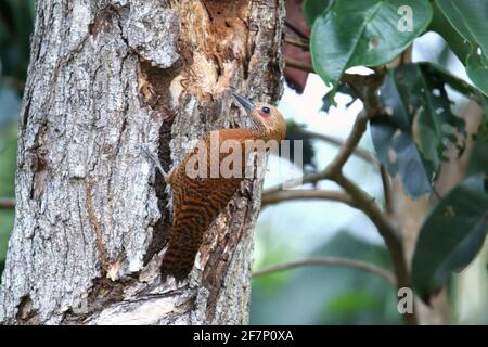 A pair of Rufous woodpecker, Micropternus brachyurus building nest Stock Photo