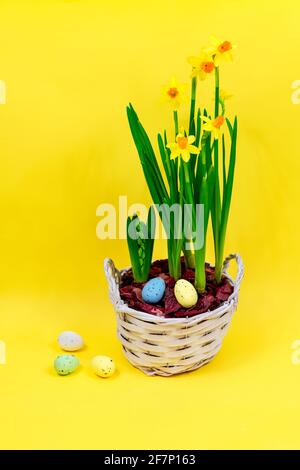 Yellow daffodils with bulbs in a large pot with eggs for Easter on a yellow background. Easter concept Stock Photo