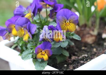 Blue-yellow pansies in the flower box on the window sill Stock Photo