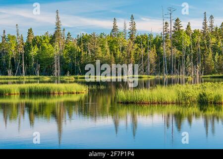 Canadian Marshland in North Bay Ontario Canada in summer Stock Photo