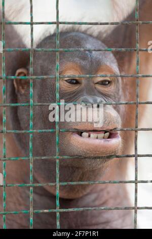 Orangutan at the Lopburi zoo in Lopburi, Thailand Stock Photo