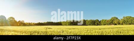 Green Wheat Field in Summer near Sunset - Panorama Stock Photo