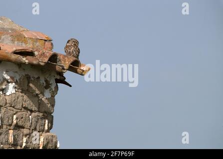 Little owl at its favorite perch with the last evening lights in its breeding territory Stock Photo