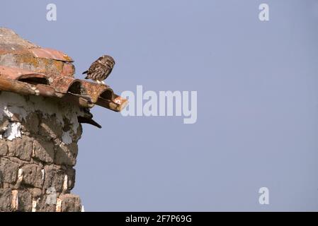 Little owl at its favorite perch with the last evening lights in its breeding territory Stock Photo