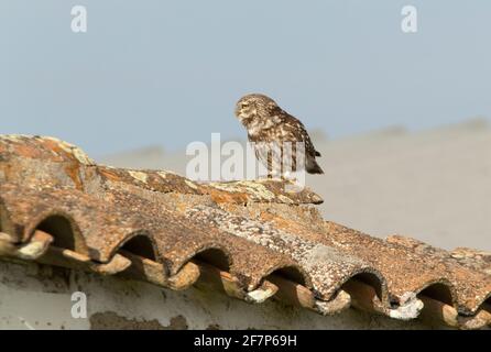 Little owl at its favorite perch with the last evening lights in its breeding territory Stock Photo
