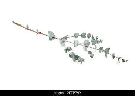Eucalyptus leaves isolated on white background. Fresh green eucalyptus foliage Stock Photo