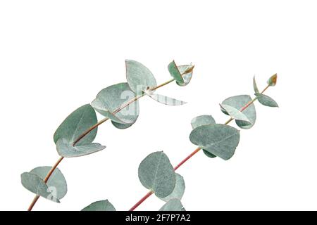 Eucalyptus leaves isolated on white background. Fresh green eucalyptus foliage Stock Photo