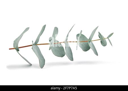 Eucalyptus leaves isolated on white background. Fresh green eucalyptus foliage Stock Photo