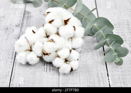 Cotton plant white flowers and green eucalyptus leaves on grey wooden background. Natural soft cotton and fresh eucalyptus branch Stock Photo