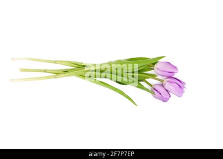 Purple tulip flowers isolated on white background. Fresh spring flowers bouquet Stock Photo