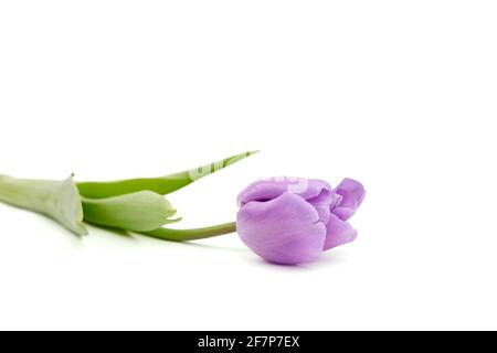 Purple flower, tulip isolated on white background. Single Fresh spring flower Stock Photo