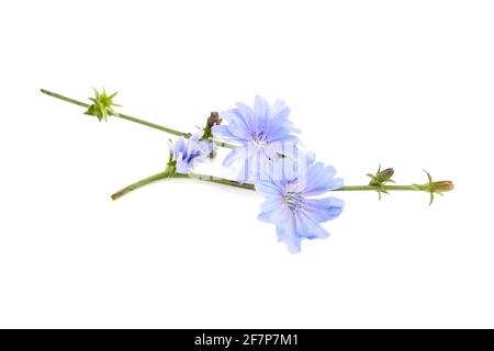 Chicory flower isolated on white background. Plant with bright blue flowers Stock Photo