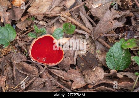 Red fungus, mushroom Scarlet elf cup, Sarcoscypha austriaca. UK. Stock Photo
