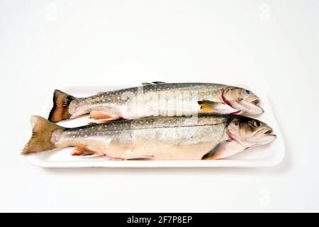 char, charr, Arctic char, Arctic charr (Salvelinus alpinus), arctic char ready to cook in a polystyrene packing Stock Photo