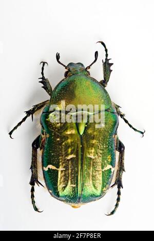 rose chafer (Cetonia aurata), top view, cut-out