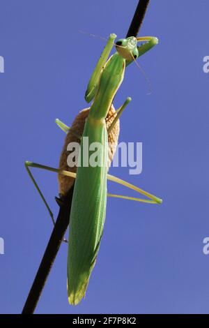 European preying mantis (Mantis religiosa), with cocoon, Austria Stock Photo