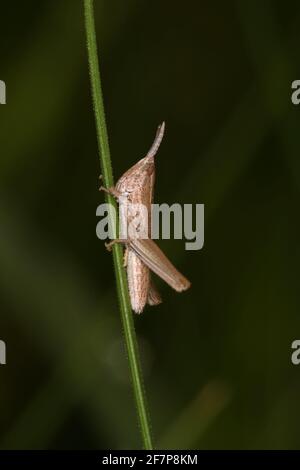 common meadow grasshopper (Chorthippus parallelus, Pseudochorthippus parallelus, Chorthippus longicornis), nymph at a blade of grass, Austria Stock Photo