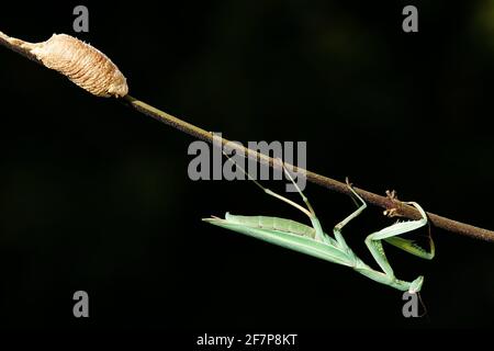 European preying mantis (Mantis religiosa), with cocoon, Austria Stock Photo