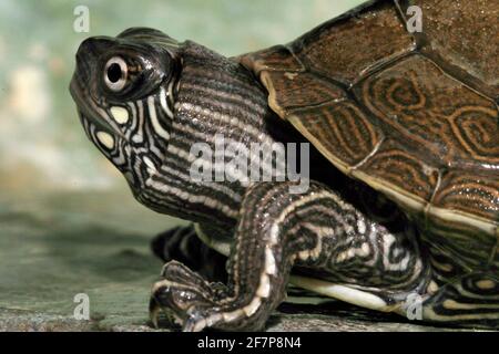 Mississippi map turtle (Graptemys kohnii), portrait Stock Photo