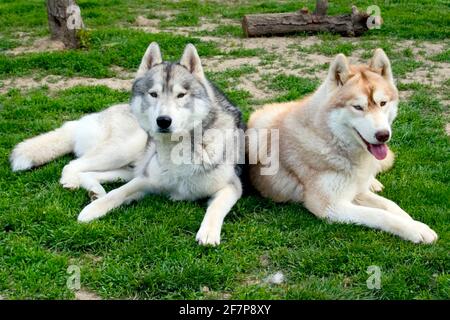 Siberian Husky (Canis lupus f. familiaris), two huskies lying together in a meadow Stock Photo