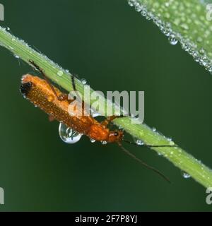 common red soldier beetle bloodsucker beetle hogweed bonking beetle (Rhagonycha fulva), sits on a blade of grass in rain, Austria Stock Photo