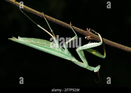 European preying mantis (Mantis religiosa), at a twig, Austria Stock Photo