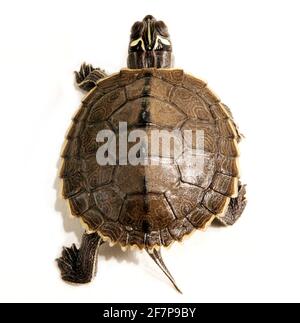 Mississippi map turtle (Graptemys kohnii), top view, cut-out Stock Photo