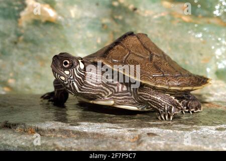 Mississippi map turtle (Graptemys kohnii), in a terrarium Stock Photo