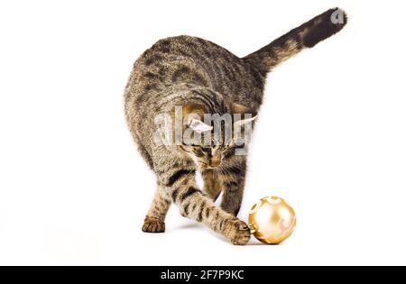 domestic cat, house cat (Felis silvestris f. catus), house cat play with Christmas glitter ball Stock Photo