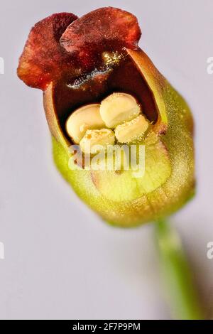 common figwort, knotted figwort (Scrophularia nodosa), flower, Germany, Bavaria Stock Photo