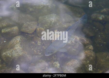 The brown trout or the lake trout in a mountain lake. Fish in Morskie Oko lake in the Tatra National Park, Poland Stock Photo