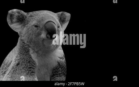 Cute Black And White Koala Funny Face Stock Photo