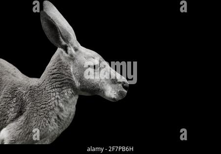 Australian Kangaroo Standing In The Black Background Stock Photo