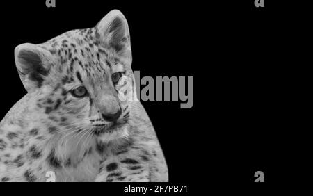 Cute Baby Jaguar Looking In The Black Background Stock Photo