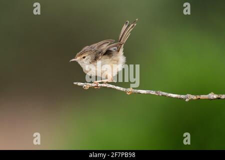 Female House Sparrow (Passer domesticus biblicus) perched on a branch, Photographed in Israel in September Stock Photo