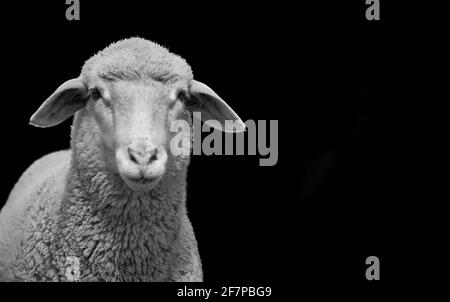 Closeup of a young white sheep isolated on black background Stock Photo